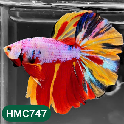 Multicolor Halfmoon Male Betta Fish | High Grade | Order Directly From Farm |  You Pick Fish |
