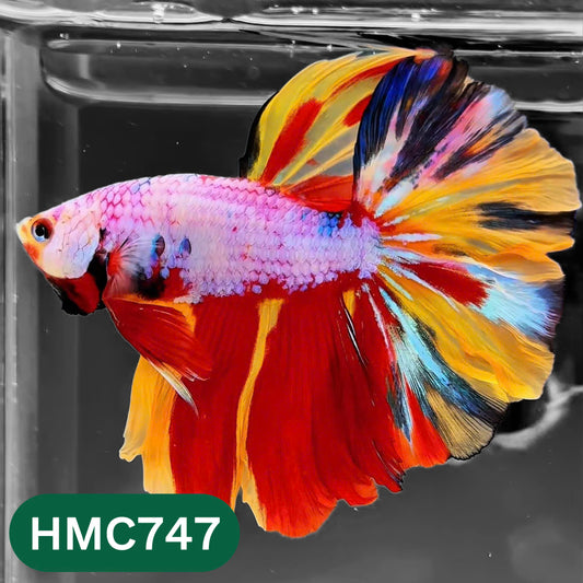 Multicolor Halfmoon Male Betta Fish | High Grade | Order Directly From Farm |  You Pick Fish |