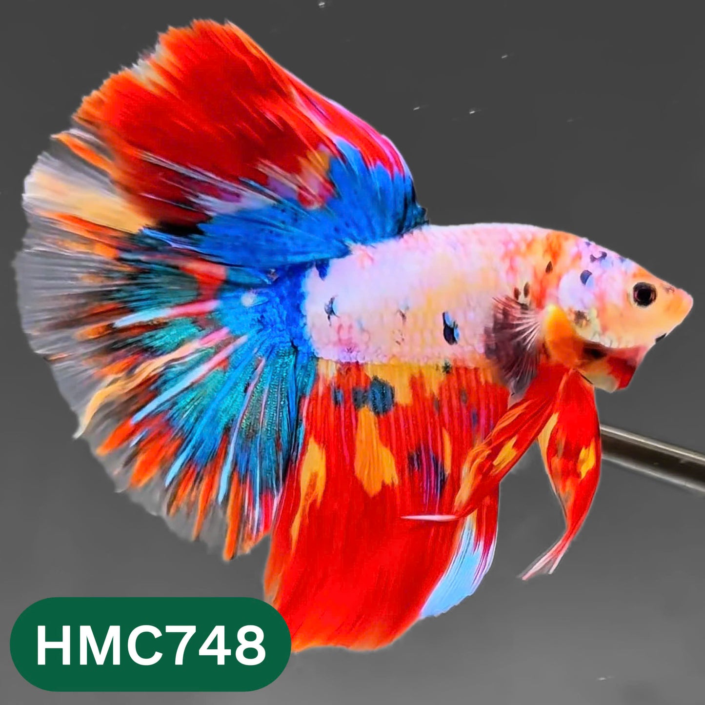 Multicolor Halfmoon Male Betta Fish | High Grade | Order Directly From Farm |  You Pick Fish |