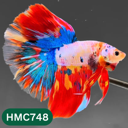 Multicolor Halfmoon Male Betta Fish | High Grade | Order Directly From Farm |  You Pick Fish |