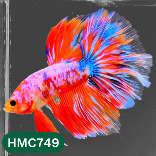 Multicolor Halfmoon Male Betta Fish | High Grade | Order Directly From Farm |  You Pick Fish |