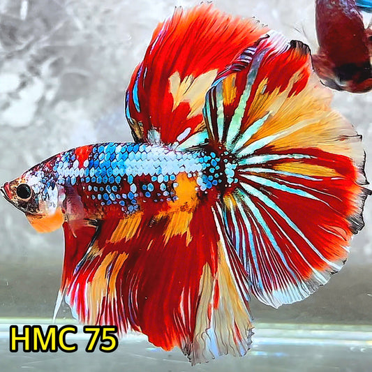 Multicolor Halfmoon Male Betta Fish | Order Directly From Farm | You Pick Fish