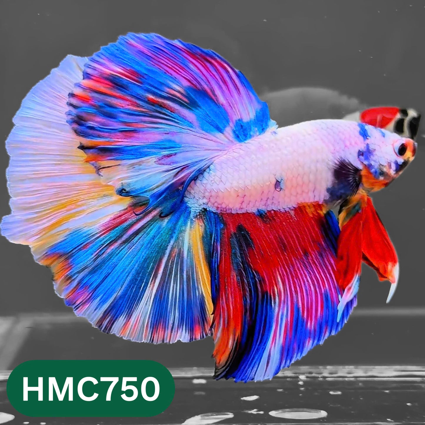 Multicolor Halfmoon Male Betta Fish | High Grade | Order Directly From Farm |  You Pick Fish |