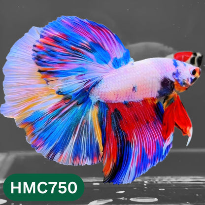 Multicolor Halfmoon Male Betta Fish | High Grade | Order Directly From Farm |  You Pick Fish |