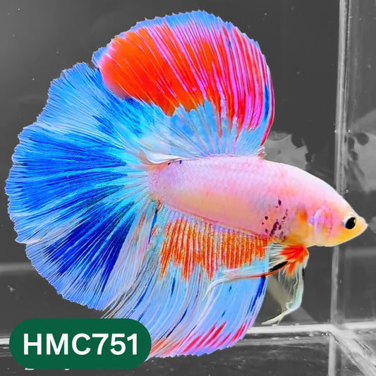 Multicolor Halfmoon Male Betta Fish | High Grade | Order Directly From Farm |  You Pick Fish |