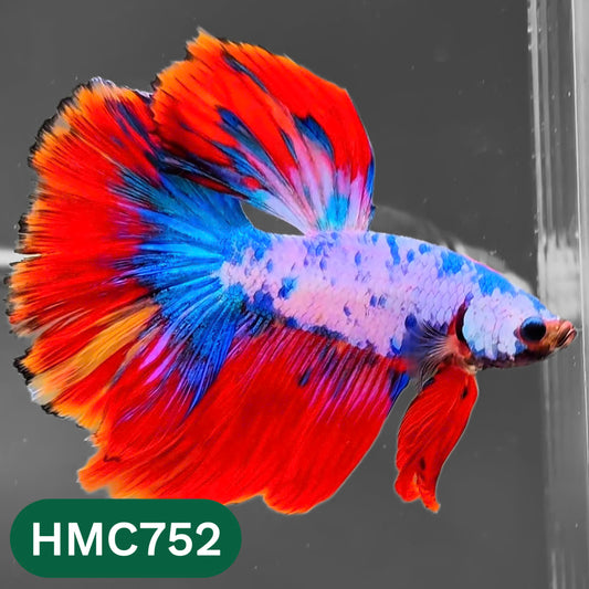 Multicolor Halfmoon Male Betta Fish | High Grade | Order Directly From Farm |  You Pick Fish |