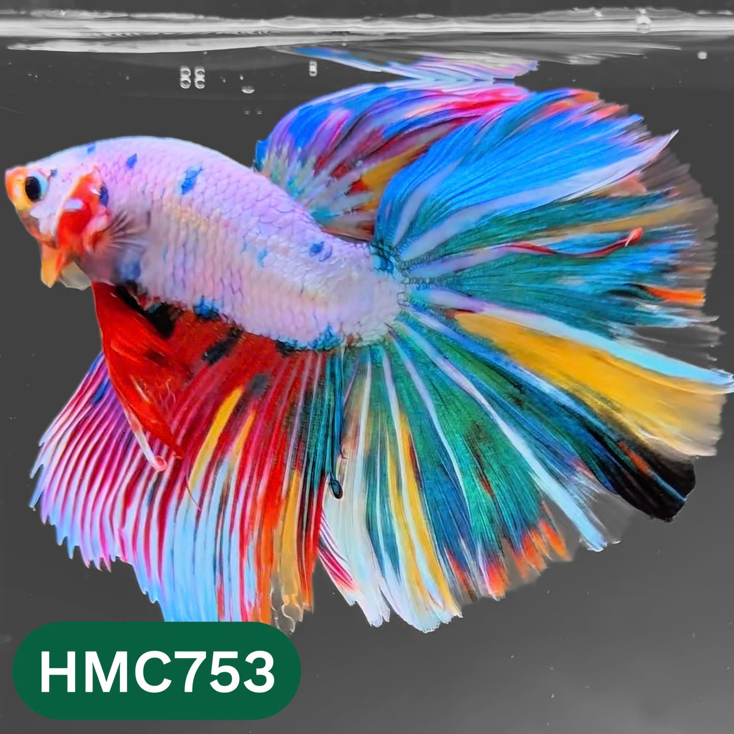 Multicolor Halfmoon Male Betta Fish | High Grade | Order Directly From Farm |  You Pick Fish |