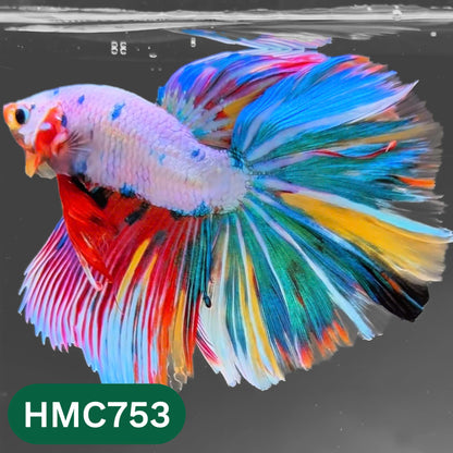 Multicolor Halfmoon Male Betta Fish | High Grade | Order Directly From Farm |  You Pick Fish |