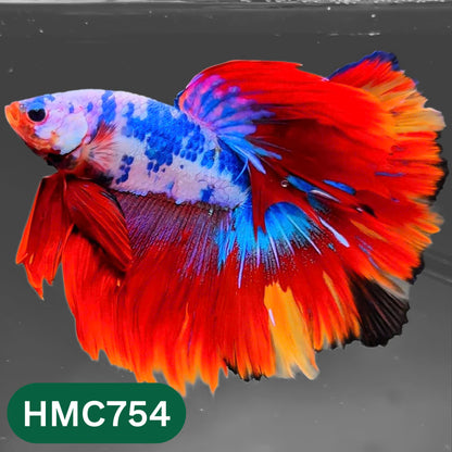 Multicolor Halfmoon Male Betta Fish | High Grade | Order Directly From Farm |  You Pick Fish |