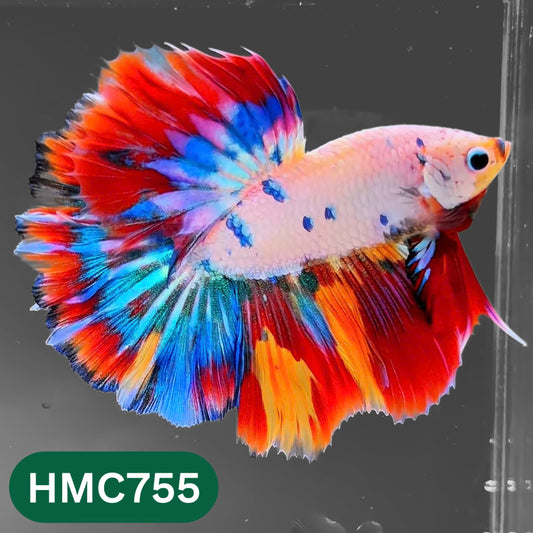 Multicolor Halfmoon Male Betta Fish | High Grade | Order Directly From Farm |  You Pick Fish |