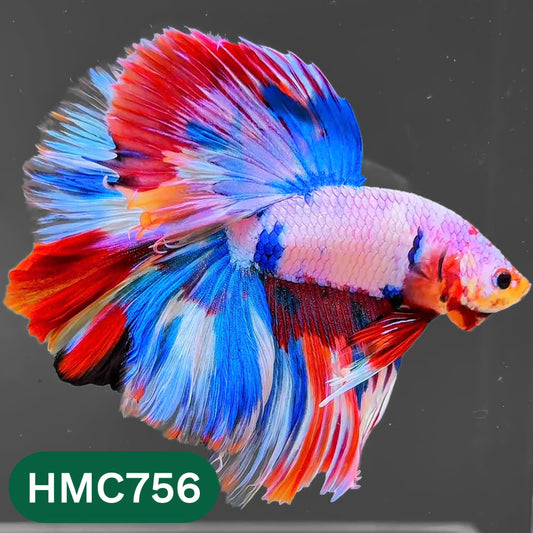 Multicolor Halfmoon Male Betta Fish | High Grade | Order Directly From Farm |  You Pick Fish |