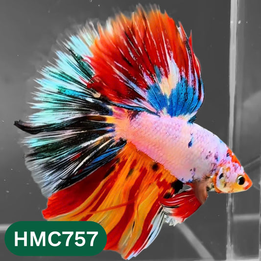 Multicolor Halfmoon Male Betta Fish | High Grade | Order Directly From Farm |  You Pick Fish |