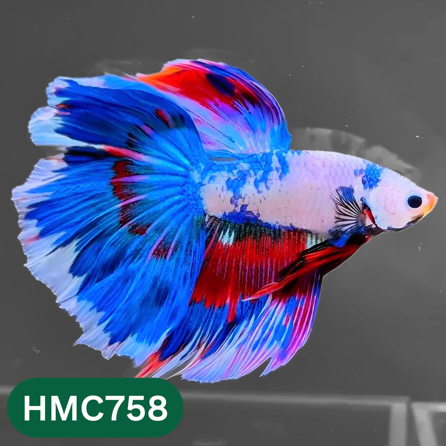Multicolor Halfmoon Male Betta Fish | High Grade | Order Directly From Farm |  You Pick Fish |