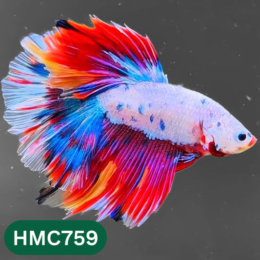Multicolor Halfmoon Male Betta Fish | High Grade | Order Directly From Farm |  You Pick Fish |