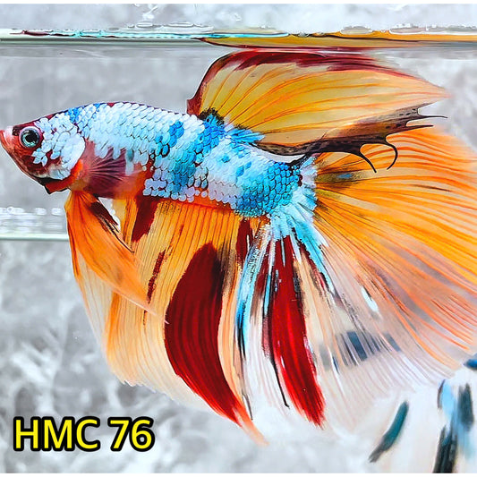 Multicolor Halfmoon Male Betta Fish | Order Directly From Farm | You Pick Fish