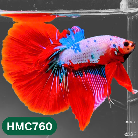 Multicolor Halfmoon Male Betta Fish | High Grade | Order Directly From Farm |  You Pick Fish |