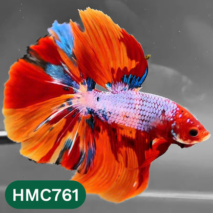 Multicolor Halfmoon Male Betta Fish | High Grade | Order Directly From Farm |  You Pick Fish |