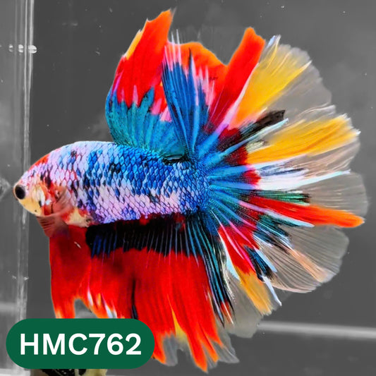 Multicolor Halfmoon Male Betta Fish | High Grade | Order Directly From Farm |  You Pick Fish |
