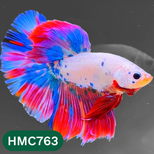 Multicolor Halfmoon Male Betta Fish | High Grade | Order Directly From Farm |  You Pick Fish |