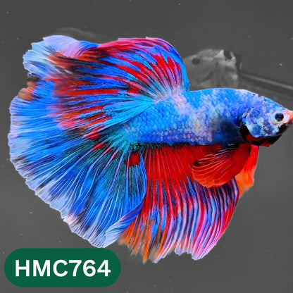 Multicolor Halfmoon Male Betta Fish | High Grade | Order Directly From Farm |  You Pick Fish |