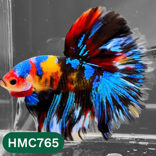 Multicolor Halfmoon Male Betta Fish | High Grade | Order Directly From Farm |  You Pick Fish |