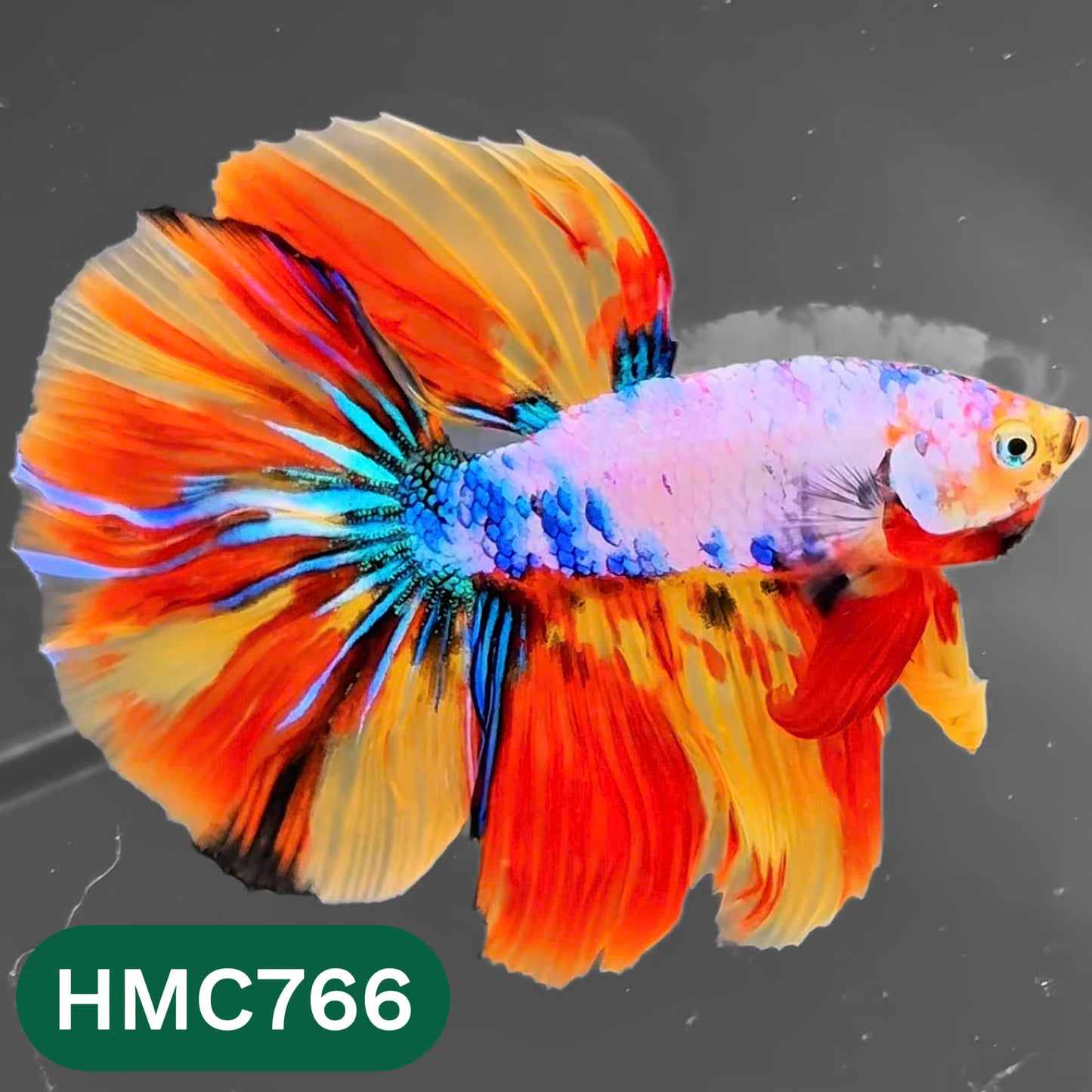 Nemo Halfmoon Male Betta Fish | Order Directly From Farm | You Pick Fish