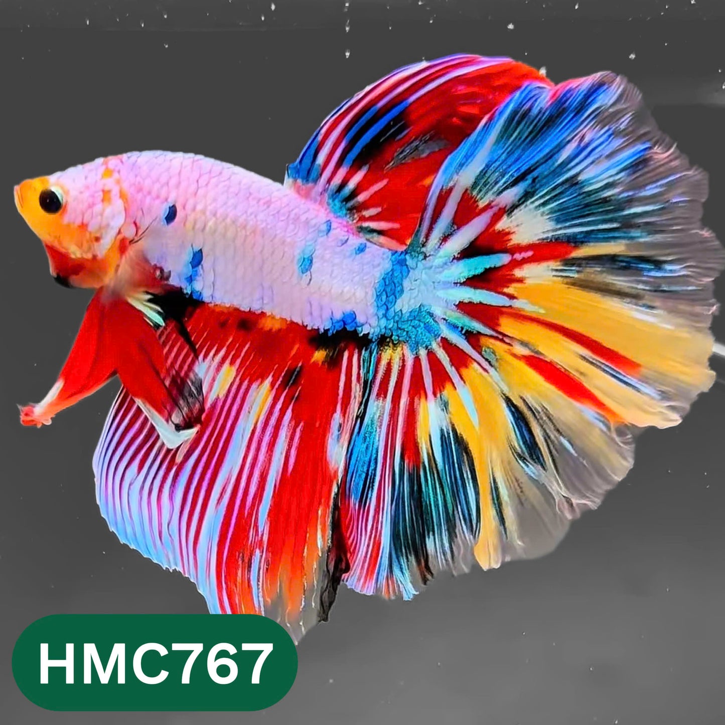 Nemo Halfmoon Male Betta Fish | Order Directly From Farm | You Pick Fish