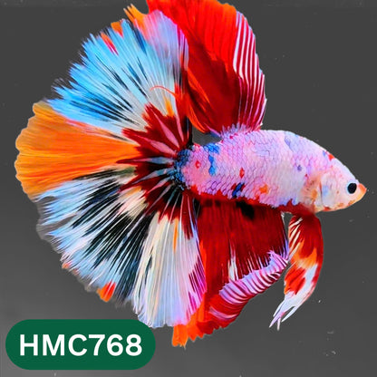 Nemo Halfmoon Male Betta Fish | Order Directly From Farm | You Pick Fish