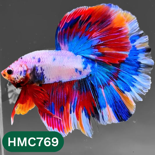 Nemo Halfmoon Male Betta Fish | Order Directly From Farm | You Pick Fish
