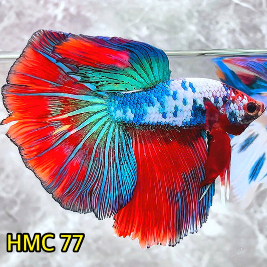 Multicolor Halfmoon Male Betta Fish | High Grade | Order Directly From Farm |  You Pick Fish |