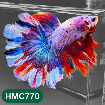 Nemo Halfmoon Male Betta Fish | Order Directly From Farm | You Pick Fish