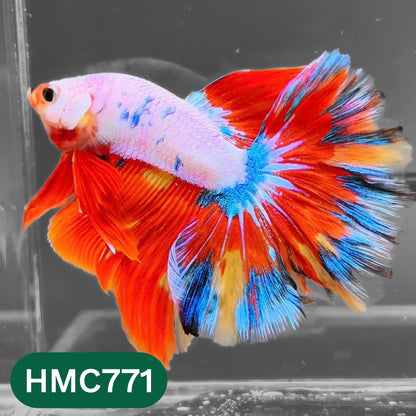 Nemo Halfmoon Male Betta Fish | Order Directly From Farm | You Pick Fish
