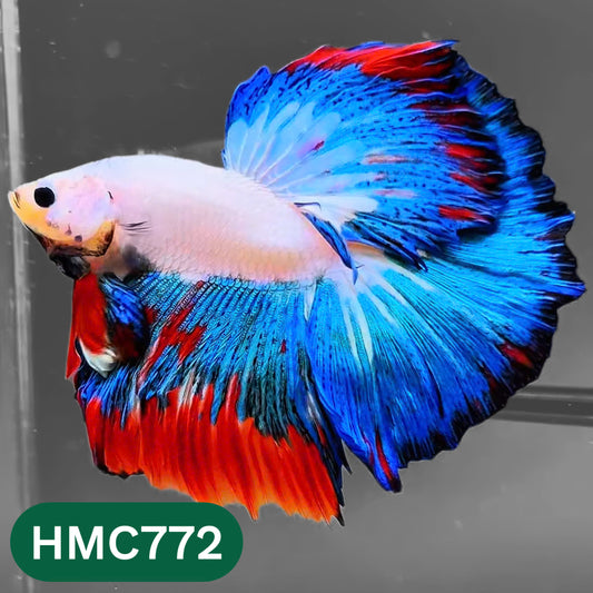 Nemo Halfmoon Male Betta Fish | Order Directly From Farm | You Pick Fish