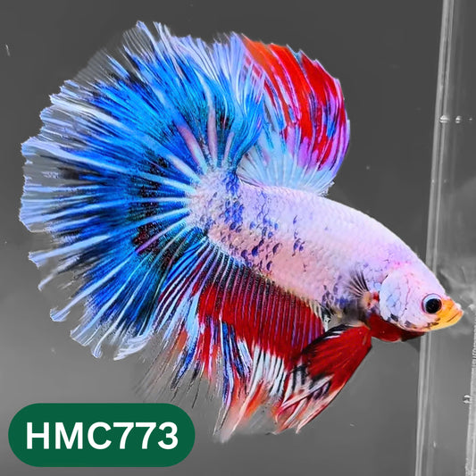 Nemo Halfmoon Male Betta Fish | Order Directly From Farm | You Pick Fish
