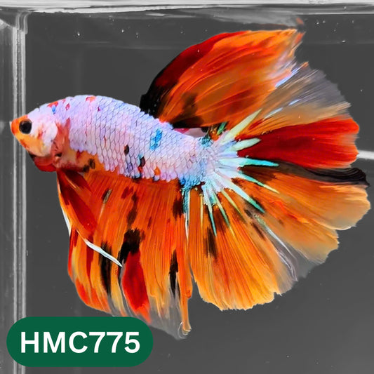 Nemo Halfmoon Male Betta Fish | Order Directly From Farm | You Pick Fish
