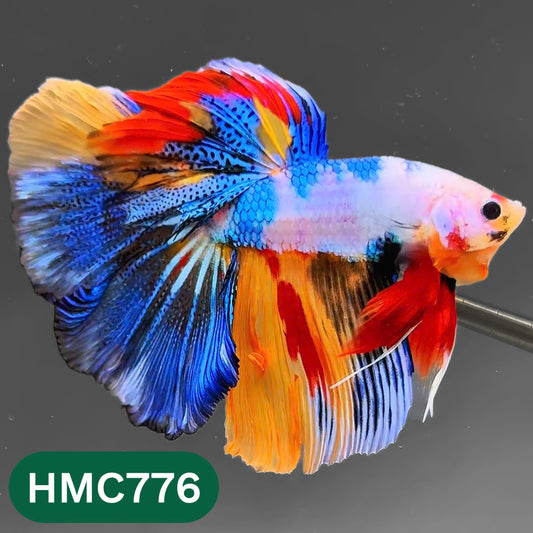 Nemo Halfmoon Male Betta Fish | Order Directly From Farm | You Pick Fish
