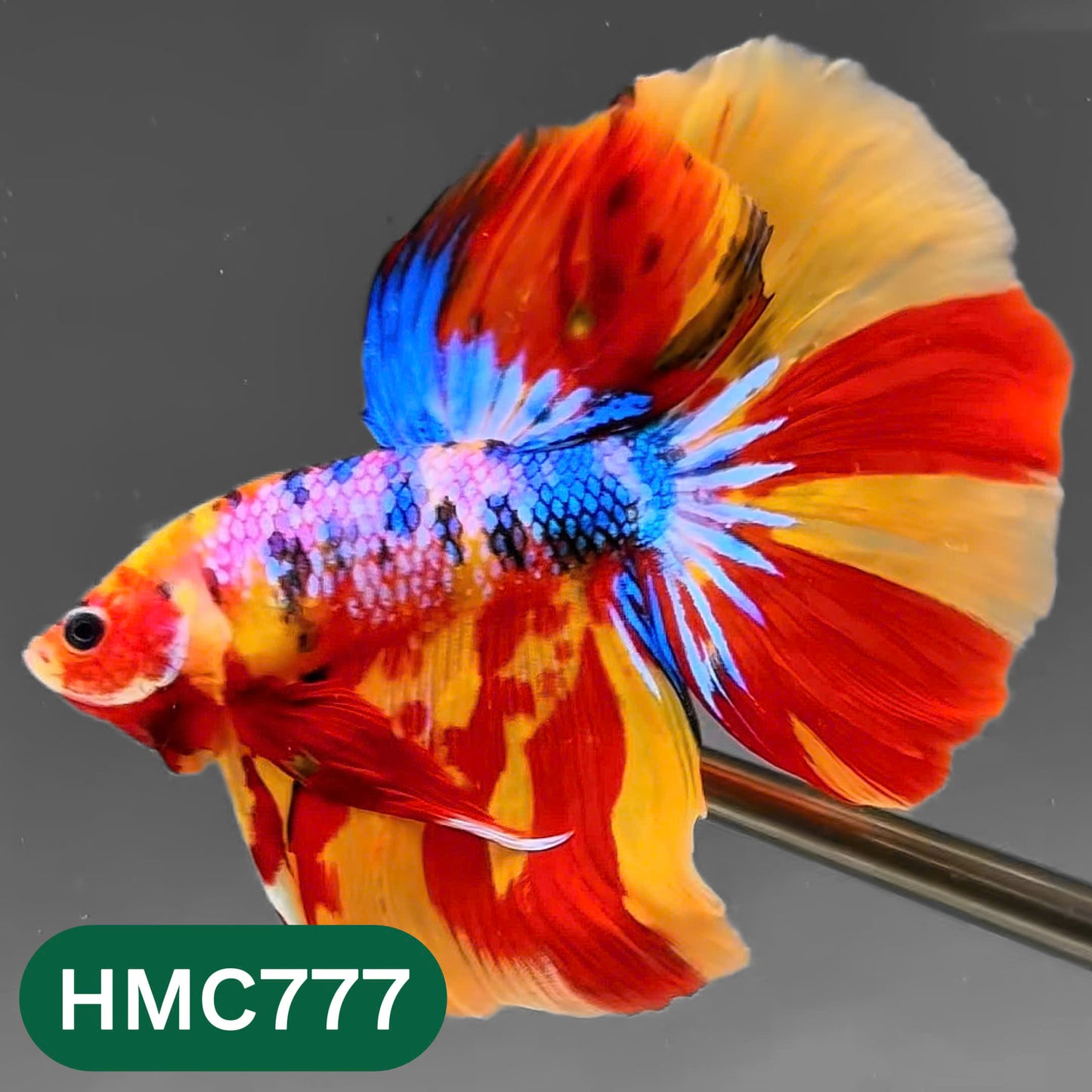 Nemo Halfmoon Male Betta Fish | Order Directly From Farm | You Pick Fish