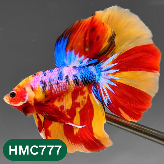 Nemo Halfmoon Male Betta Fish | Order Directly From Farm | You Pick Fish