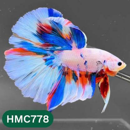 Nemo Halfmoon Male Betta Fish | Order Directly From Farm | You Pick Fish