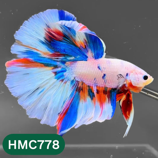 Nemo Halfmoon Male Betta Fish | Order Directly From Farm | You Pick Fish