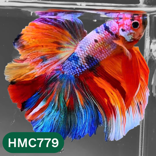 Nemo Halfmoon Male Betta Fish | Order Directly From Farm | You Pick Fish