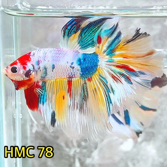 Multicolor Halfmoon Male Betta Fish | Order Directly From Farm | You Pick Fish