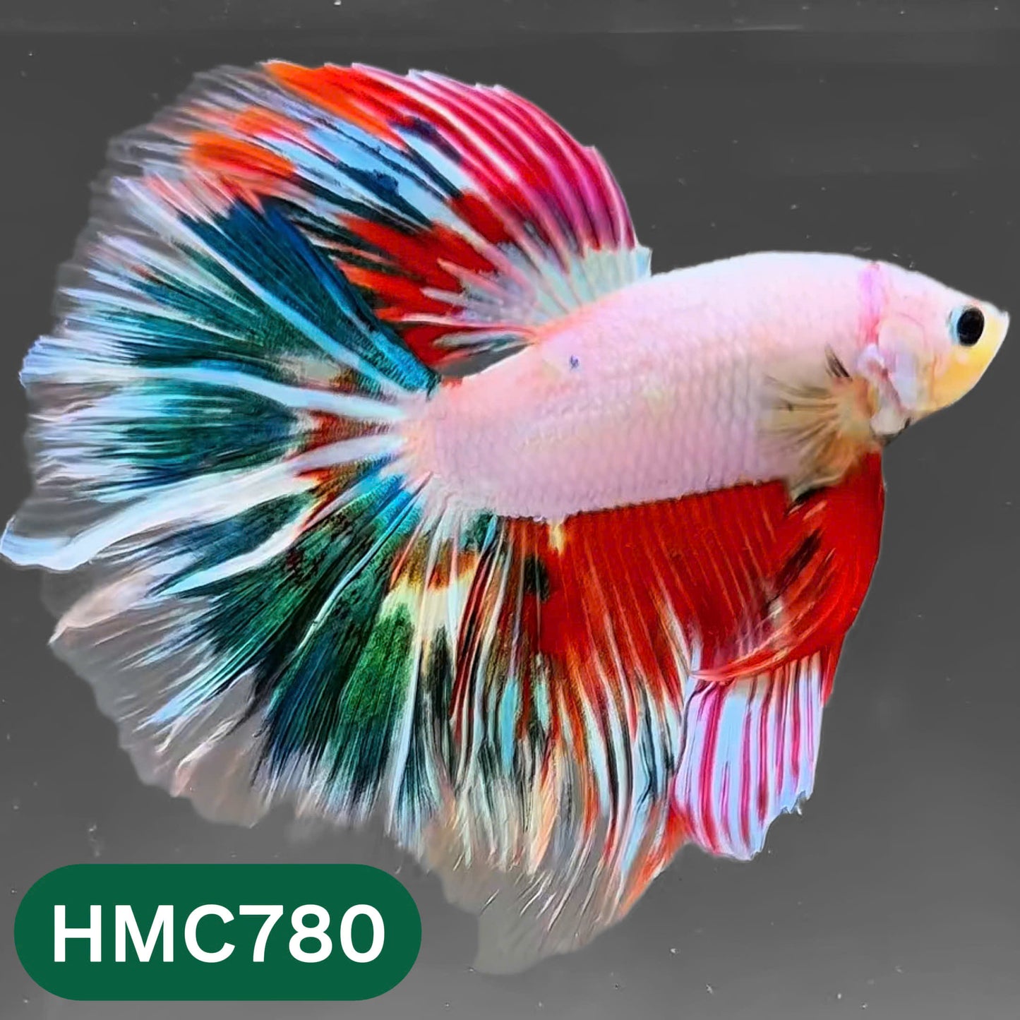 Nemo Halfmoon Male Betta Fish | Order Directly From Farm | You Pick Fish