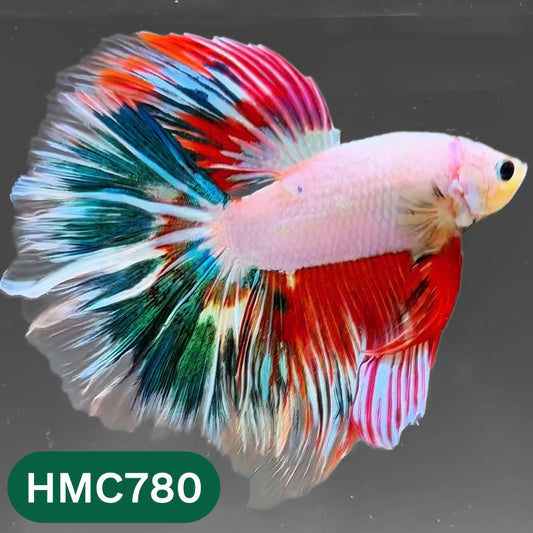 Nemo Halfmoon Male Betta Fish | Order Directly From Farm | You Pick Fish