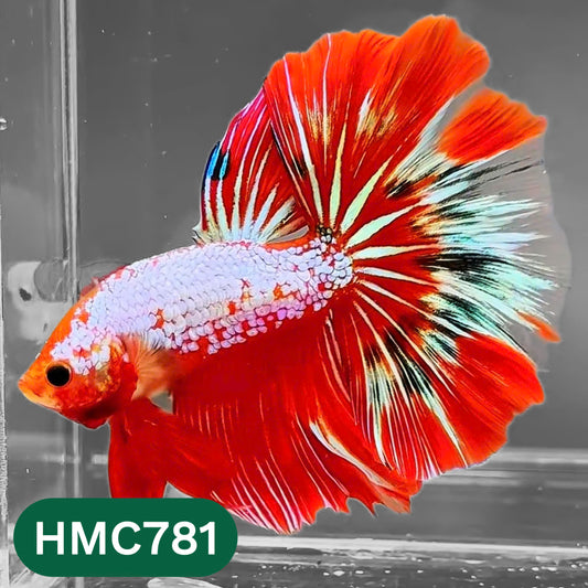 Nemo Halfmoon Male Betta Fish | Order Directly From Farm | You Pick Fish