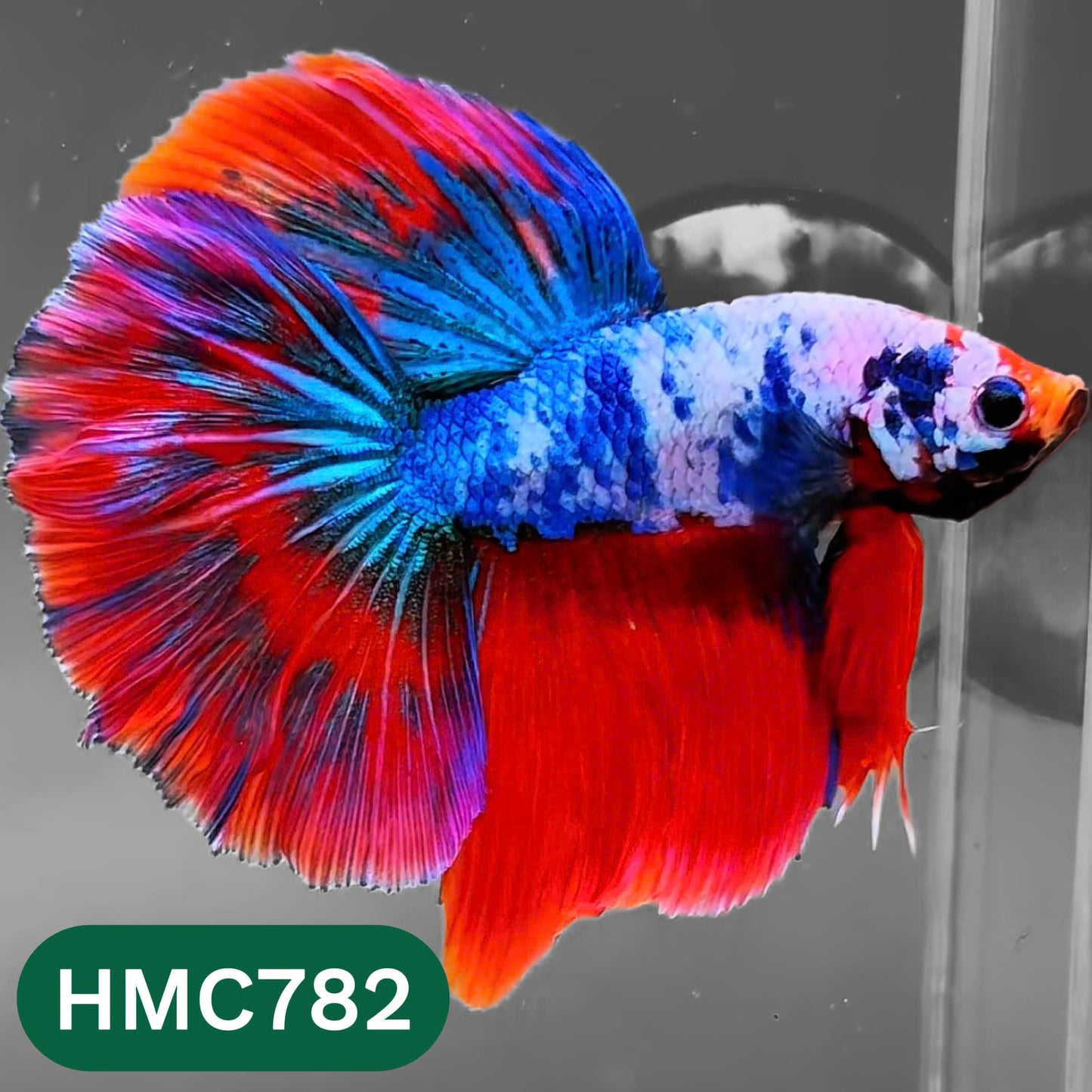 Nemo Halfmoon Male Betta Fish | Order Directly From Farm | You Pick Fish