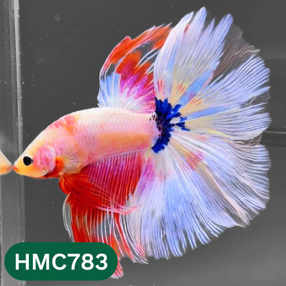 Nemo Halfmoon Male Betta Fish | Order Directly From Farm | You Pick Fish