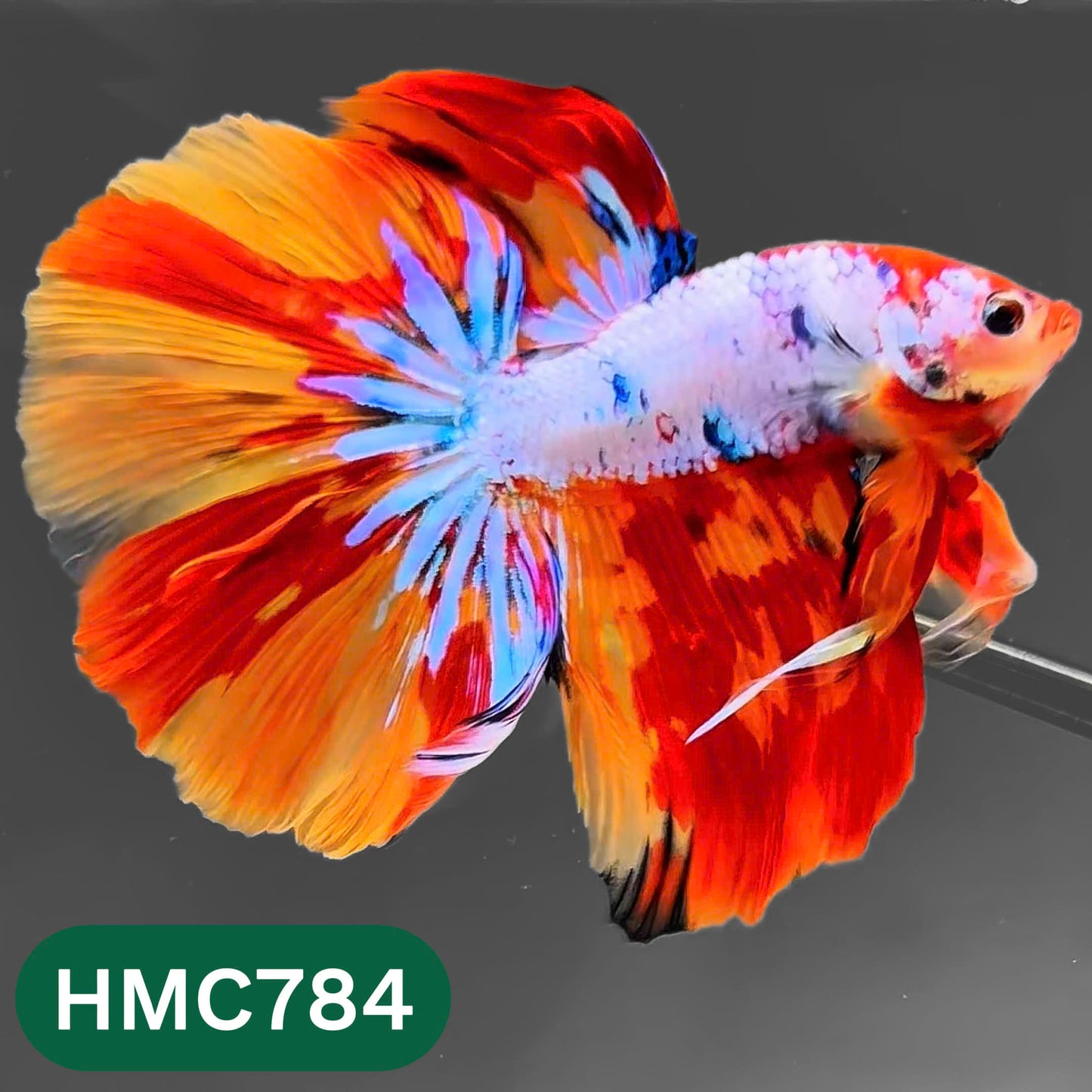 Nemo Halfmoon Male Betta Fish | Order Directly From Farm | You Pick Fish