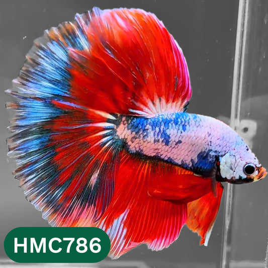 Nemo Halfmoon Male Betta Fish | Order Directly From Farm | You Pick Fish