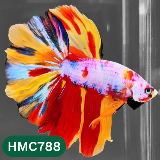 Nemo Halfmoon Male Betta Fish | Order Directly From Farm | You Pick Fish
